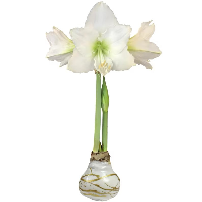 Amaryllis Bulb White Flower Gold Lacquer Splatter