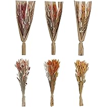 Dried Natural Bunny Tail Grass Bunch