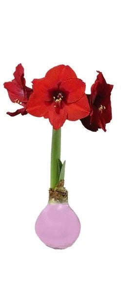 Amaryllis Bulb Red Flower Pink wax
