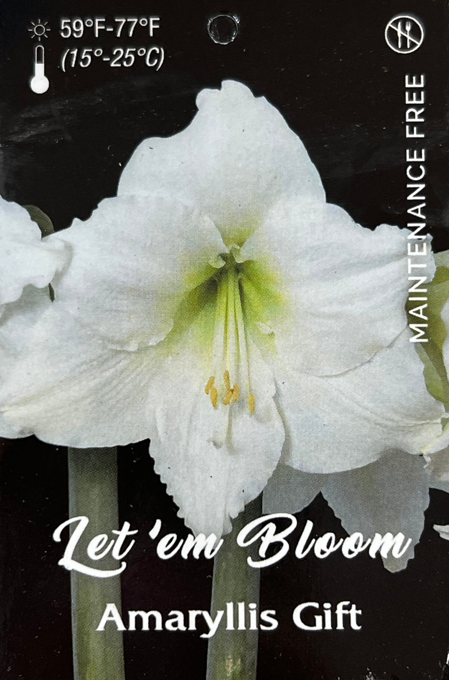 Amaryllis Bulb - White Flower Pink Lacquer