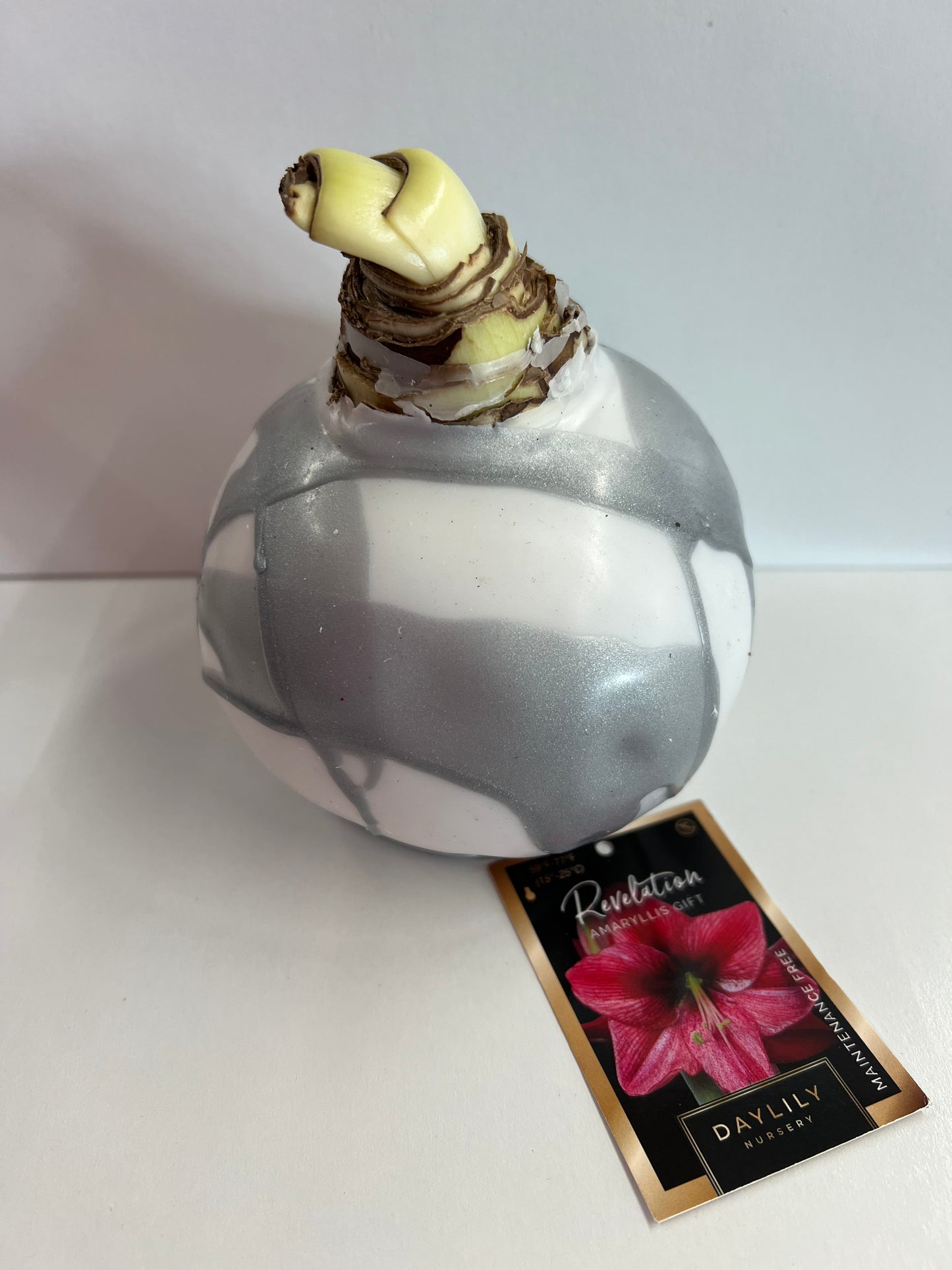 Amaryllis Bulb - Revelation White Wax Silver Splatter