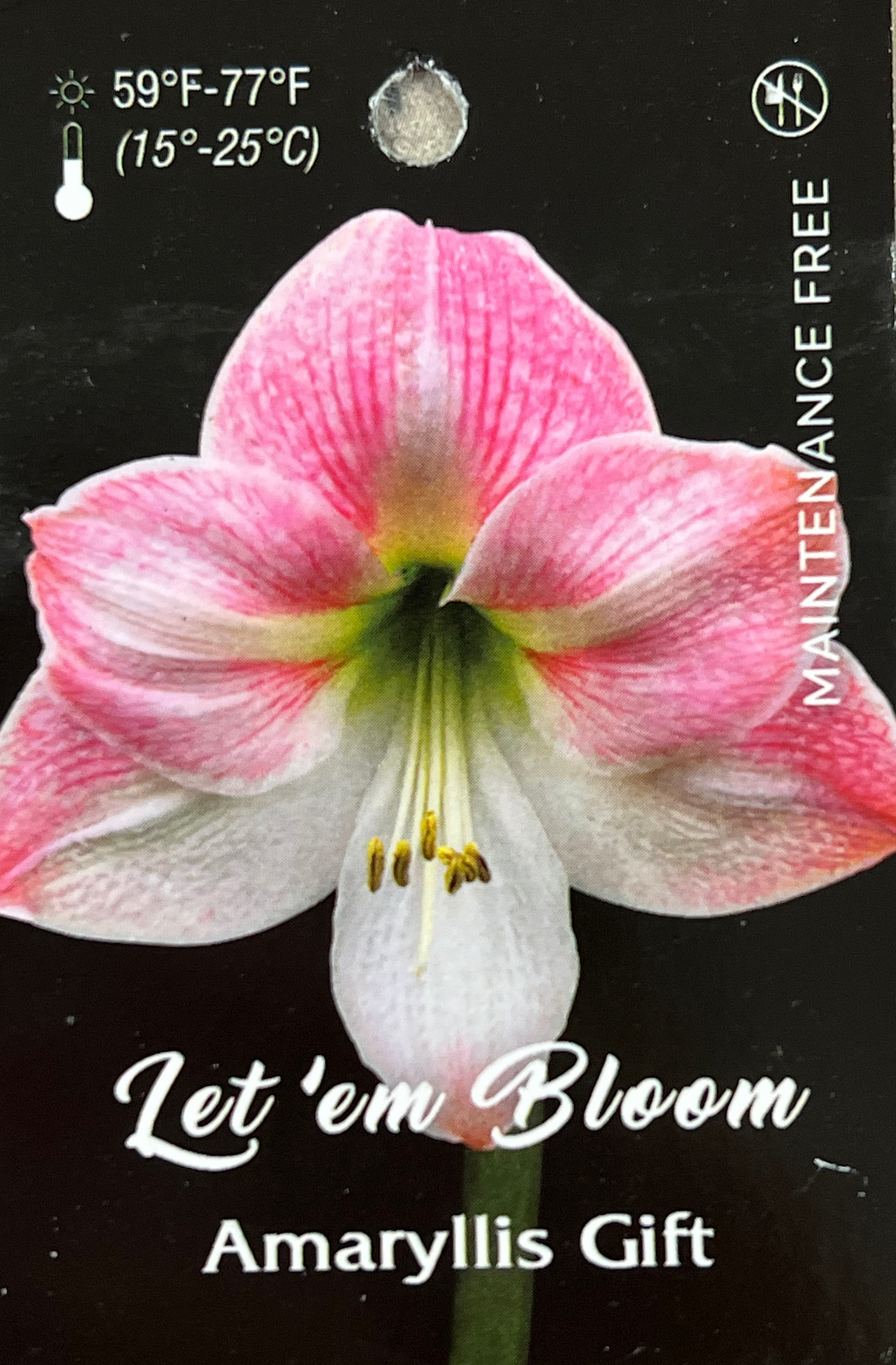 Amaryllis Bulb - Cherry Blossom Gossamer Pink