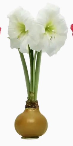 White Flower With Gold Wax Base