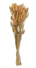 Dried Natural Bunny Tail Grass Bunch