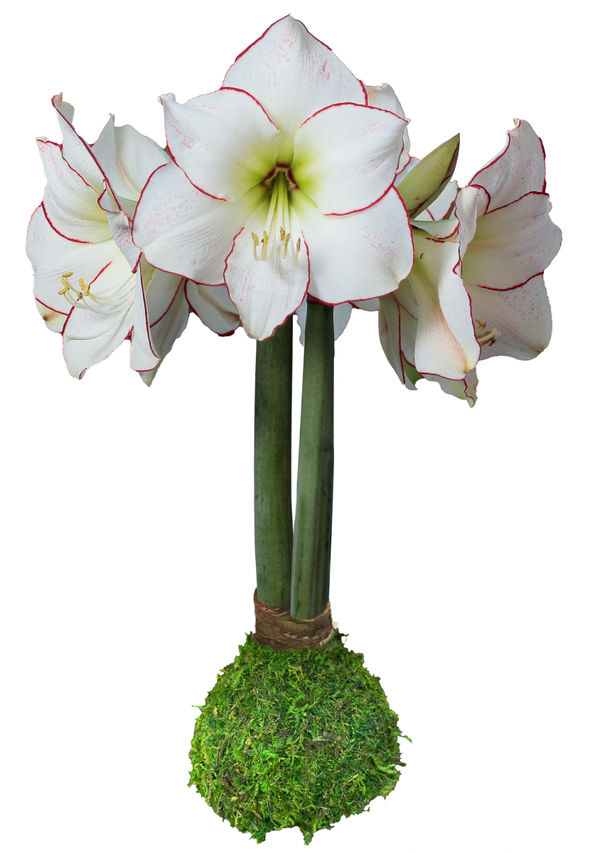 Amaryllis Bulb - Picasso in Moss