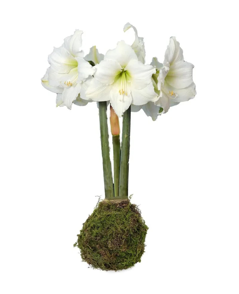 White Flower With Moss Base