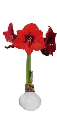 Amaryllis Bulb Red Flower White Wax