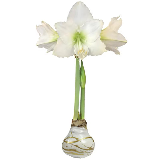 Amaryllis Bulb White Flower Gold Lacquer Splatter