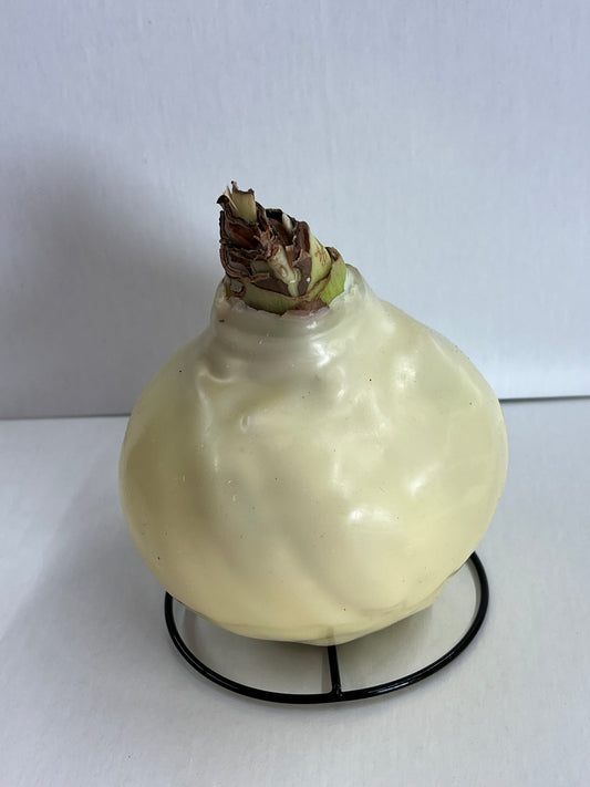 Amaryllis Bulb - White Flower Pastel Yellow