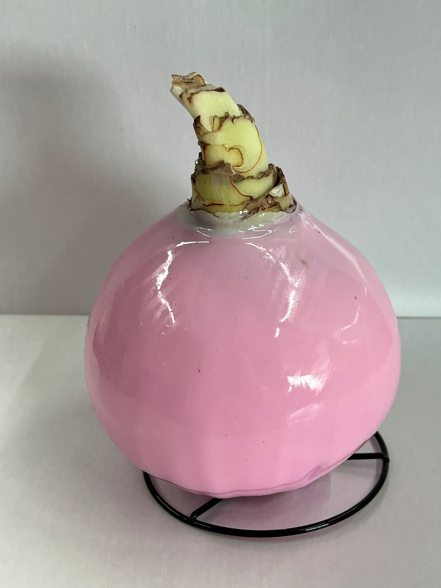 Amaryllis Bulb - White Flower Pink Lacquer