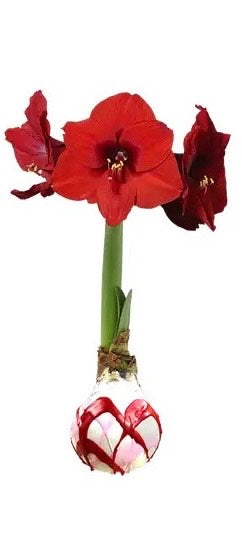 Amaryllis Bulb Red Flower White Wax Red and Pink Splatter