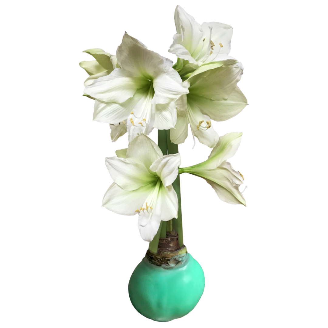 Amaryllis Bulb - Luna in Green Wax
