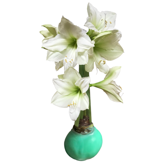 Amaryllis Bulb - Luna in Green Wax