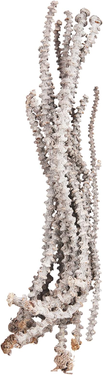 Banana Stem Bundle