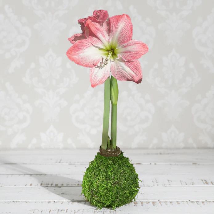 Amaryllis Bulb - Cherry Blossom Moss