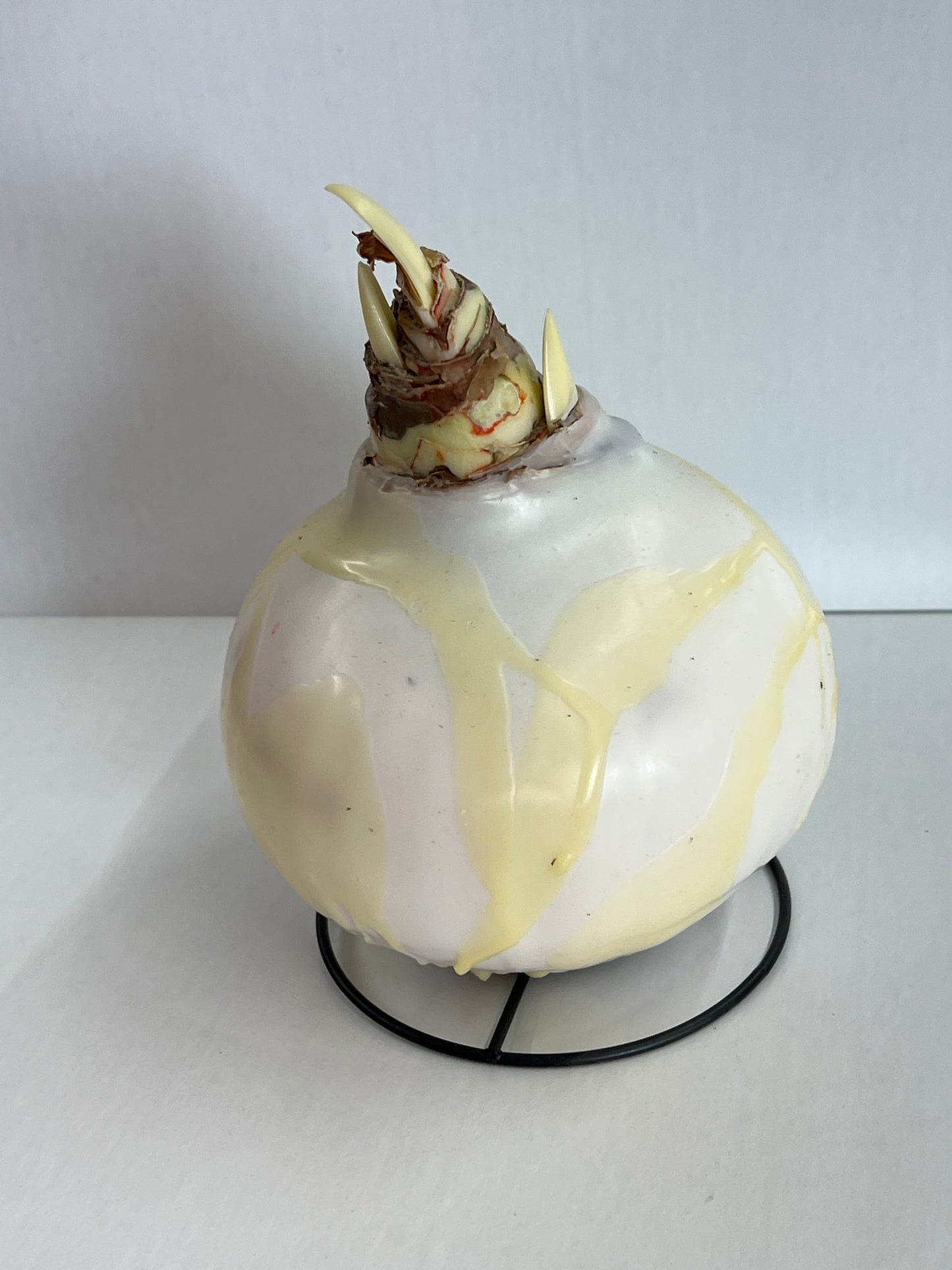 Amaryllis Bulb - Pastel Yellow Splatter White Flower