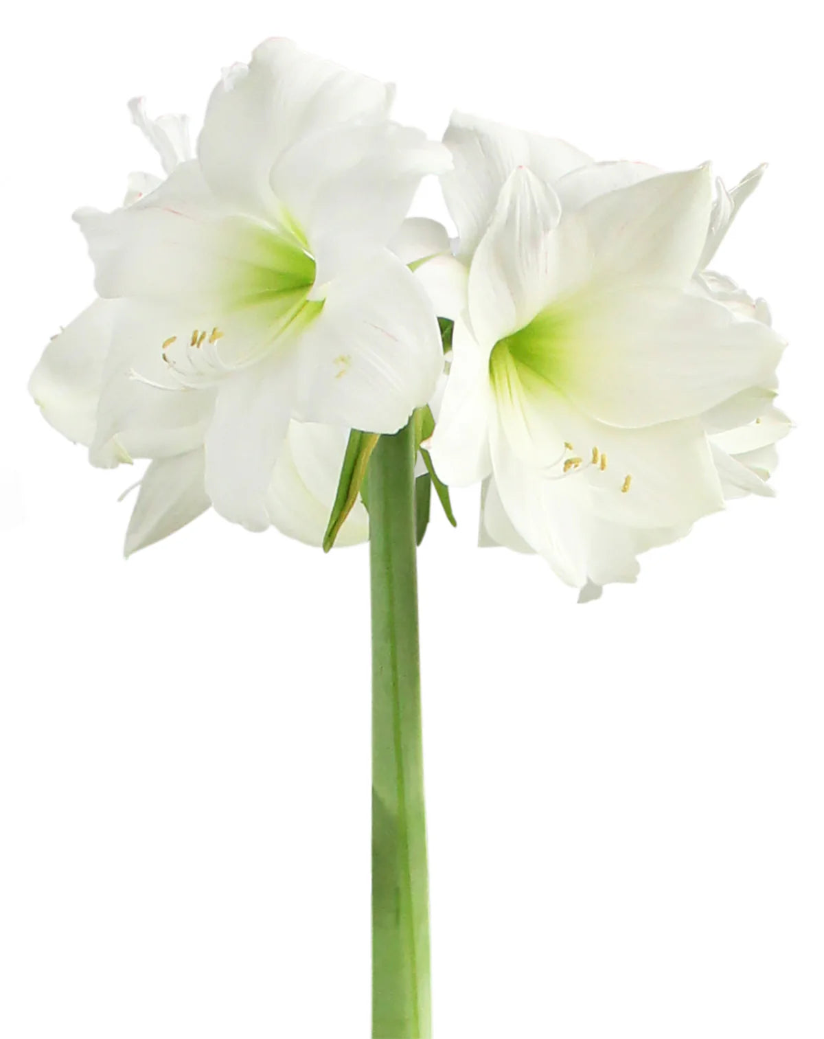 White Flower With Celestial Blue Wax