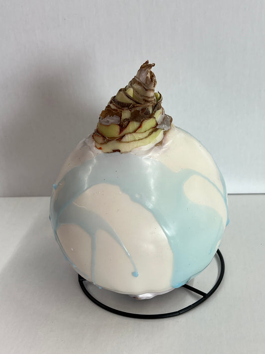 Amaryllis Bulb - Spun Sugar Blue Splatter White Flower