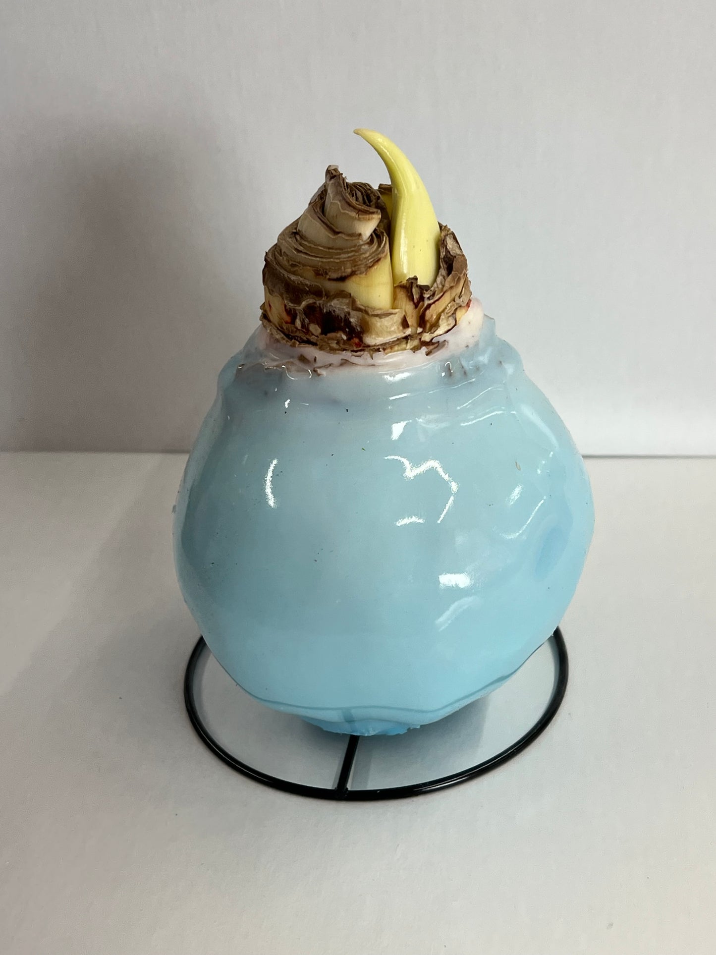 Amaryllis Bulb - Cherry Blossom Flower Spun Sugar Blue Lacquer