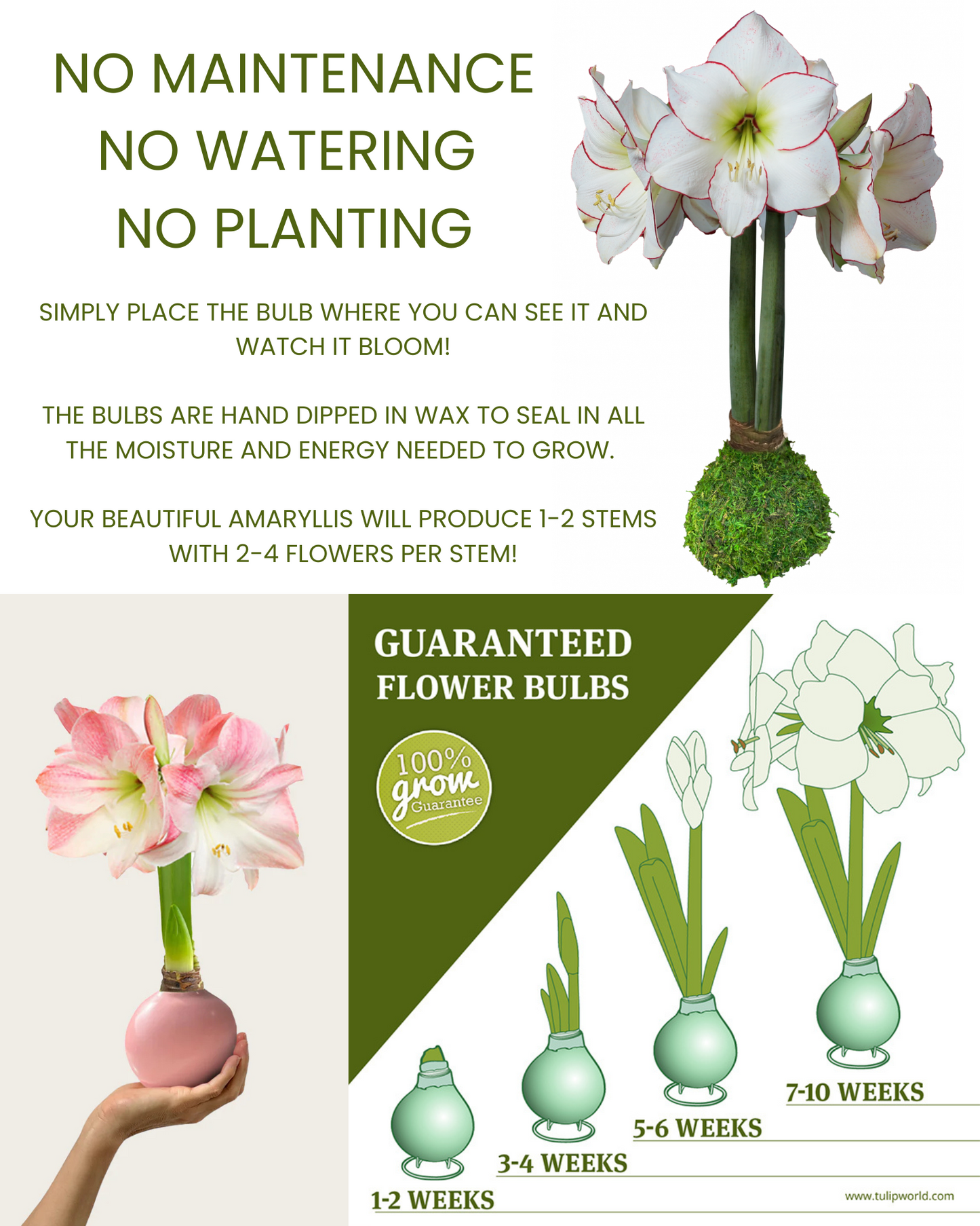 Amaryllis Bulb - Revelation White Wax Silver Splatter