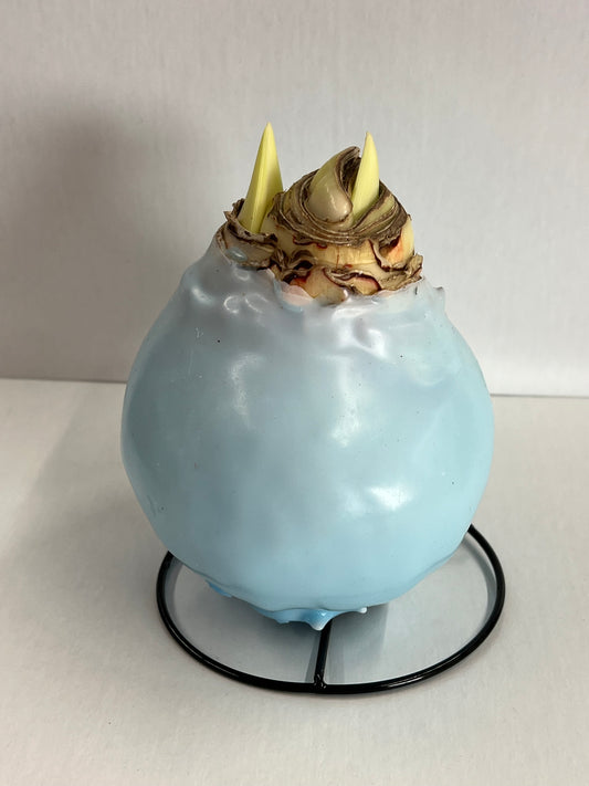 Amaryllis Bulb - Cherry Blossom Spun Sugar Blue