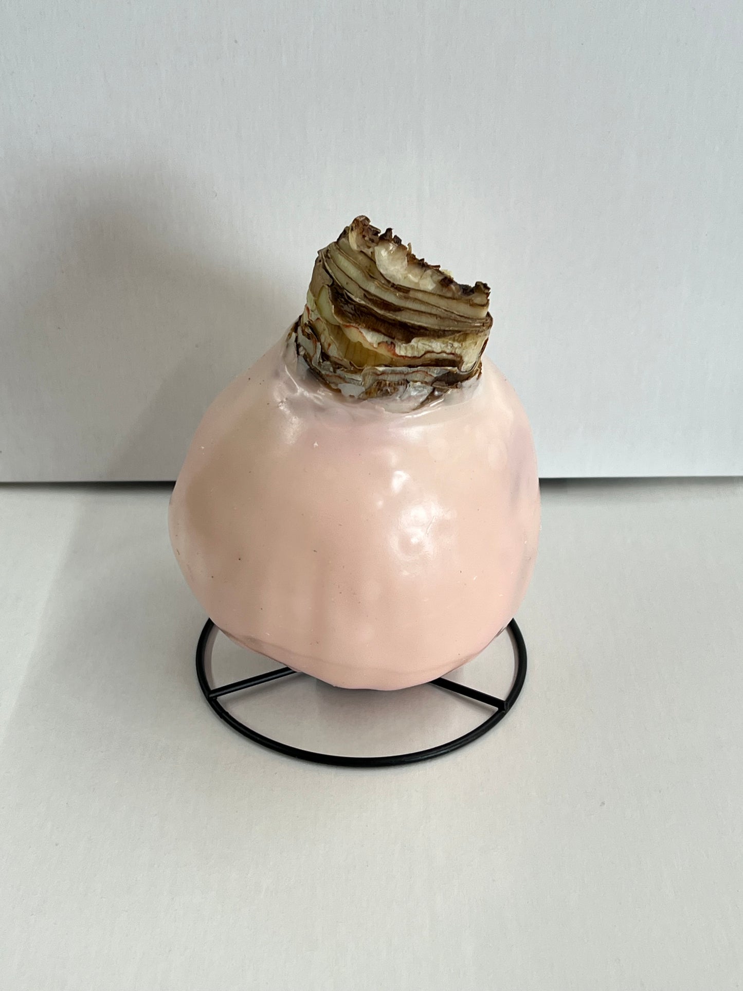 Amaryllis Bulb - Cherry Blossom Gossamer Pink