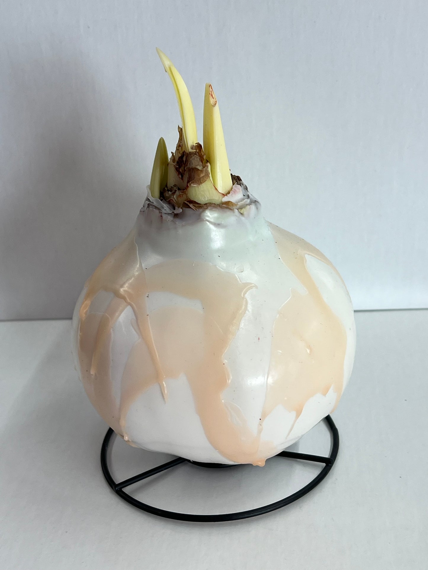 Amaryllis Bulb - Peach Splatter White Flower