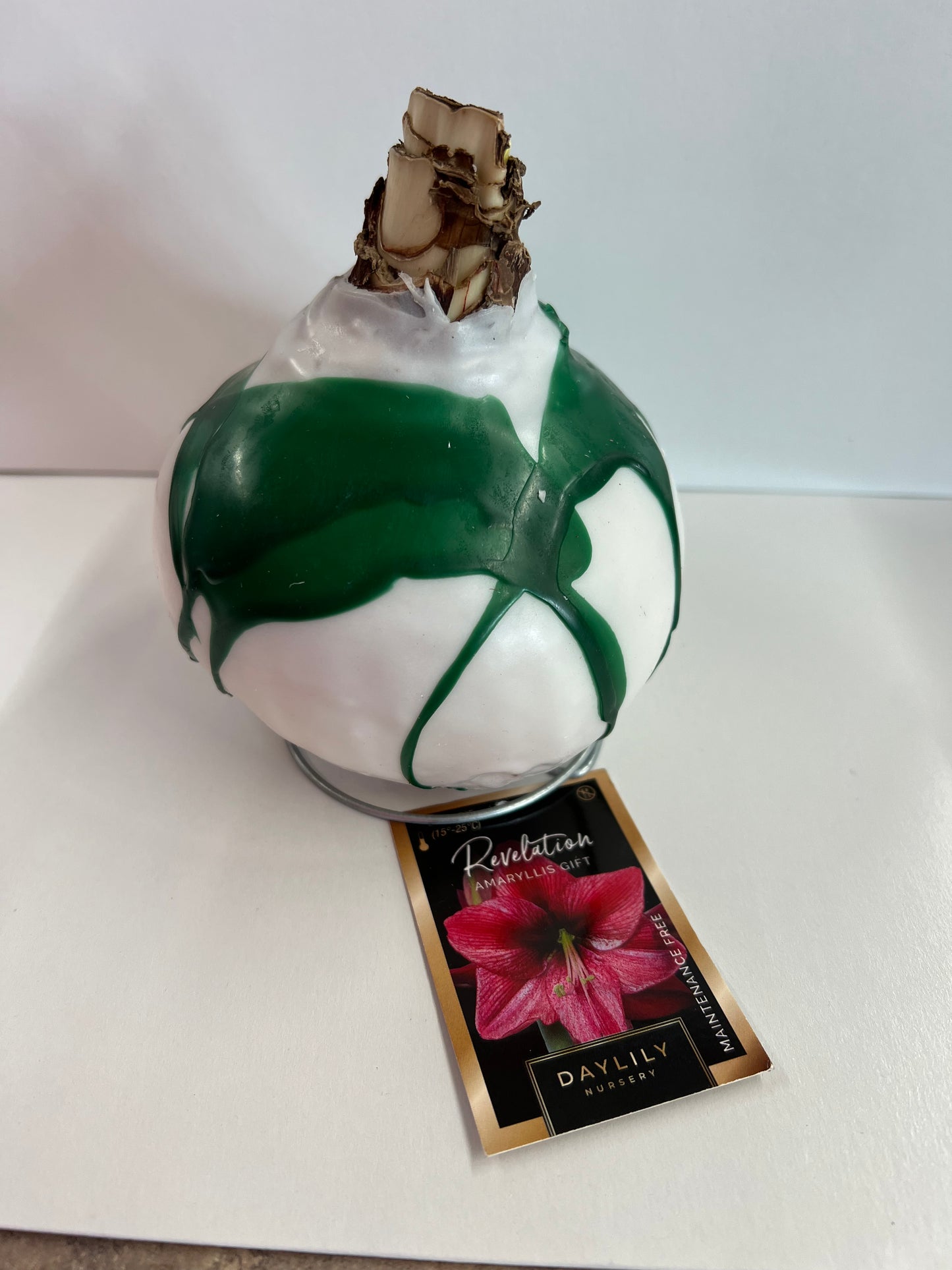 Amaryllis Bulb - Revelation White Wax Green Splatter
