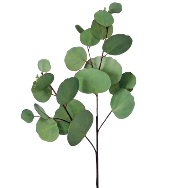 Natural Eucalyptus Pick 19"