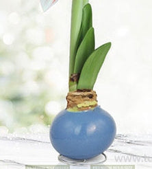 Amaryllis Bulb - Luna in Blue Wax