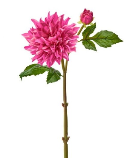 Just Cut Grand Dahlia + Bud 28"