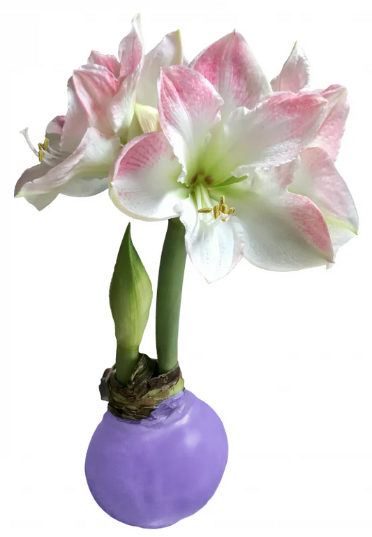 Amaryllis Bulb - Cherry Blossom in Solid Lilac Wax