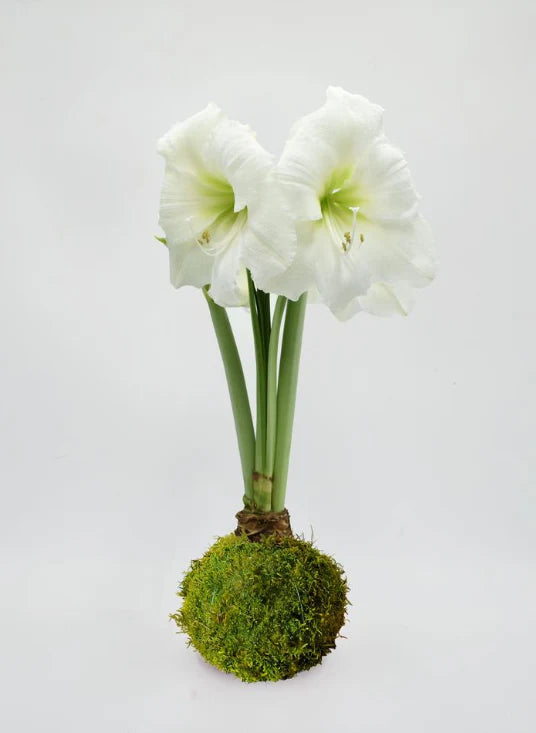 Amaryllis Bulb - White Flower Moss Base