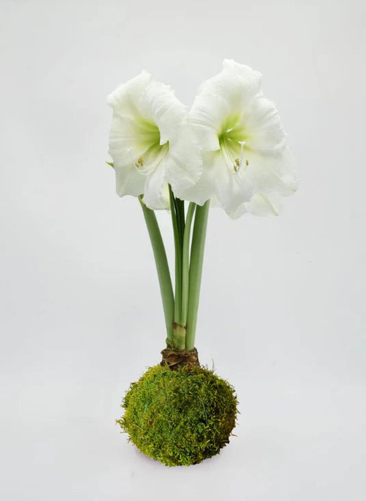 Amaryllis Bulb - White Flower Moss Base