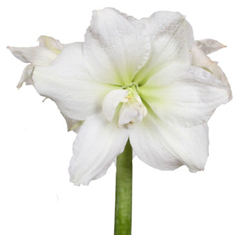 White Flower Cranberry Lacquer Bulb