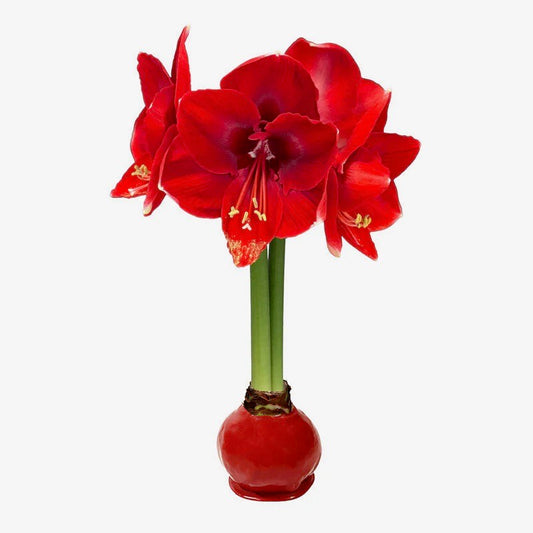 Amaryllis Bulb Red Flower Red Wax