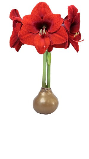 Amaryllis Bulb Red Flower Gold Wax