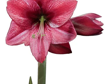 Amaryllis Bulb - Revelation White Wax Silver Splatter