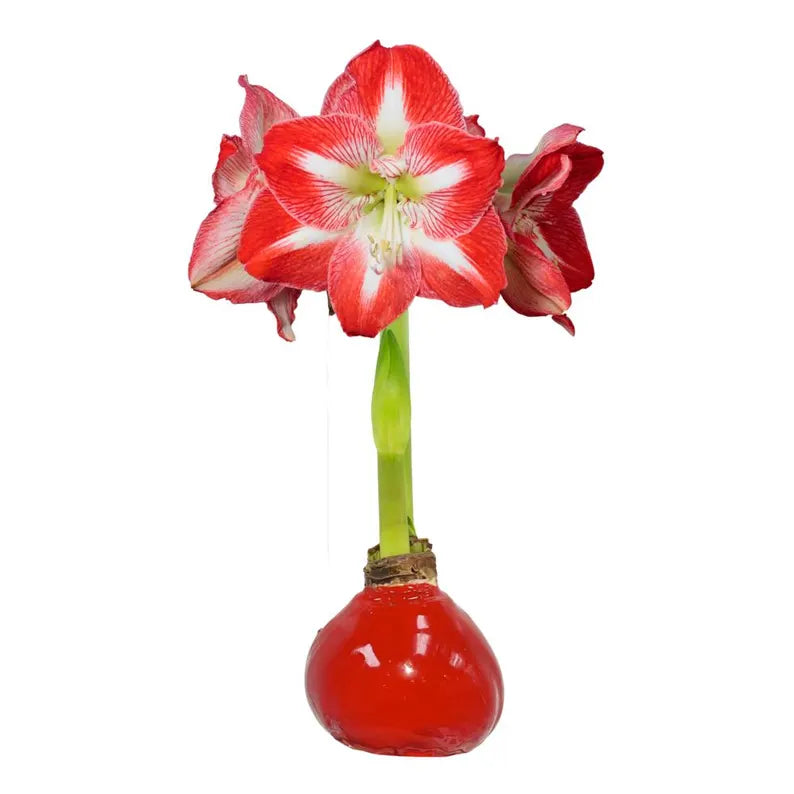 Minerva Flower With Red Wax