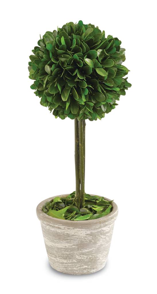 Boxwood Topiary