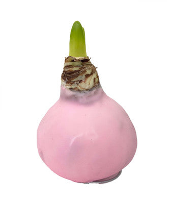 Amaryllis Bulb - Luna in Pink Wax