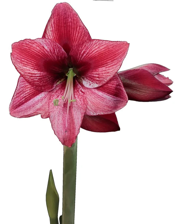 Revelation Flower With White Wax Silver Splatter