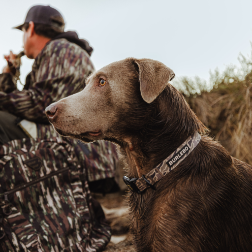 Dog Collar Gauge Camo