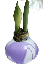 Amaryllis Bulb - Luna in Lilac Splatter Wax