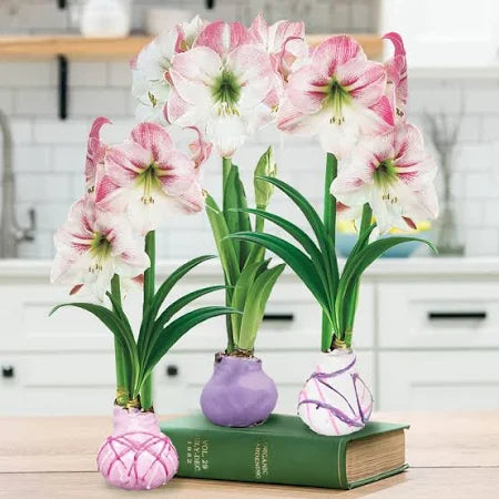 Amaryllis Bulb - Cherry Blossom in Lilac Splatter Wax