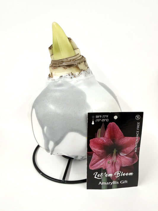 Amaryllis Bulb Pink Flower Silver Splatter
