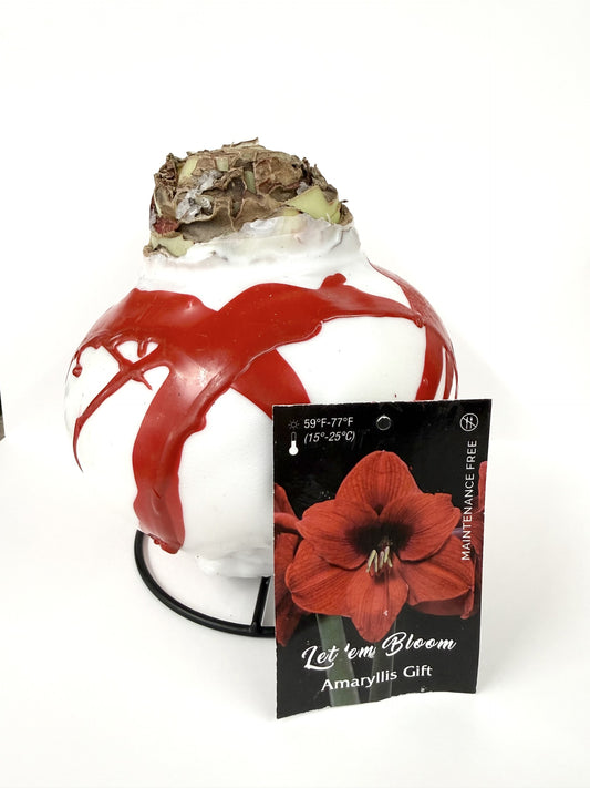 Amaryllis Bulb Red Flower Red Splatter
