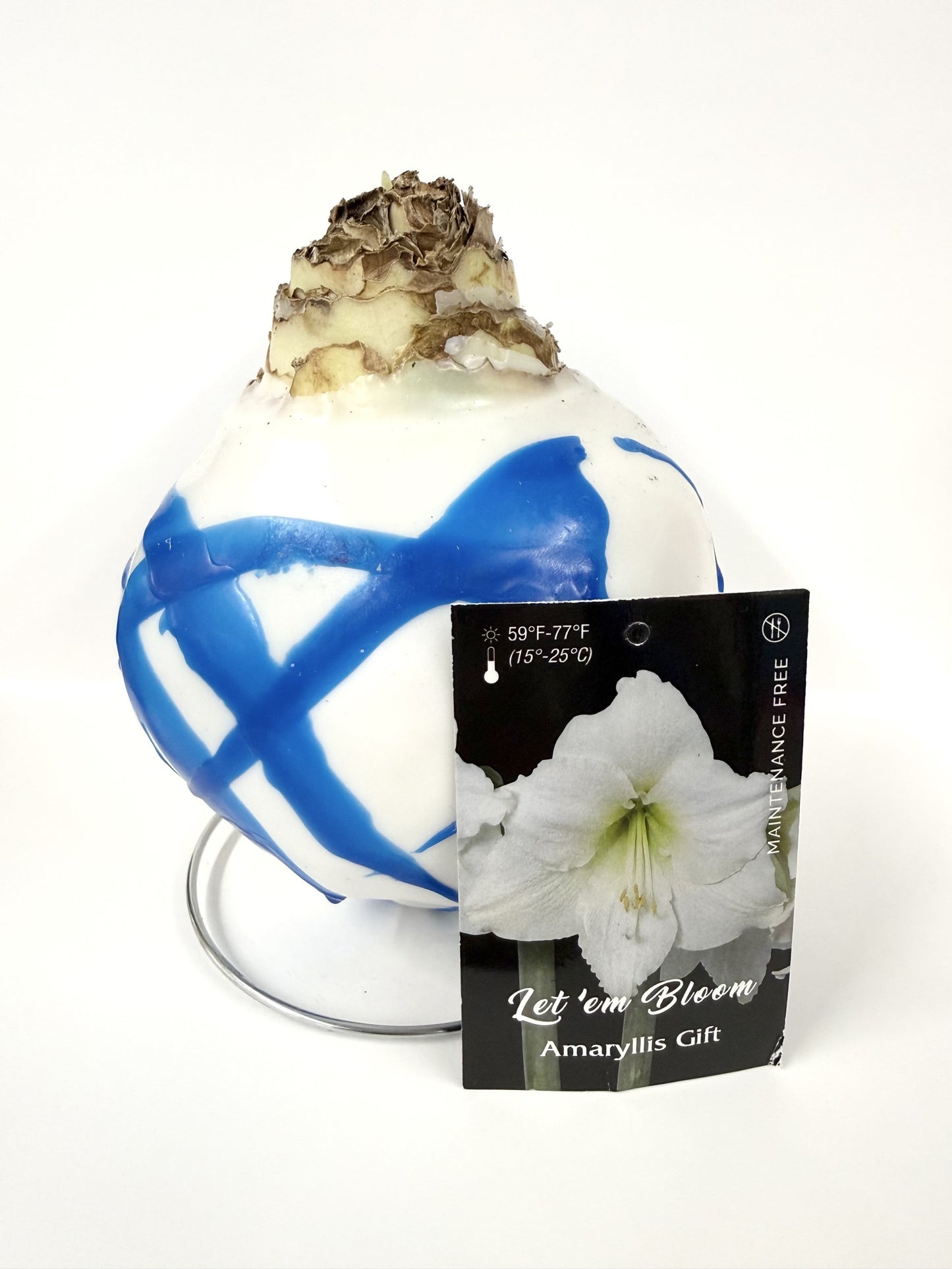 Amaryllis Bulb White Flower Royal Splatter