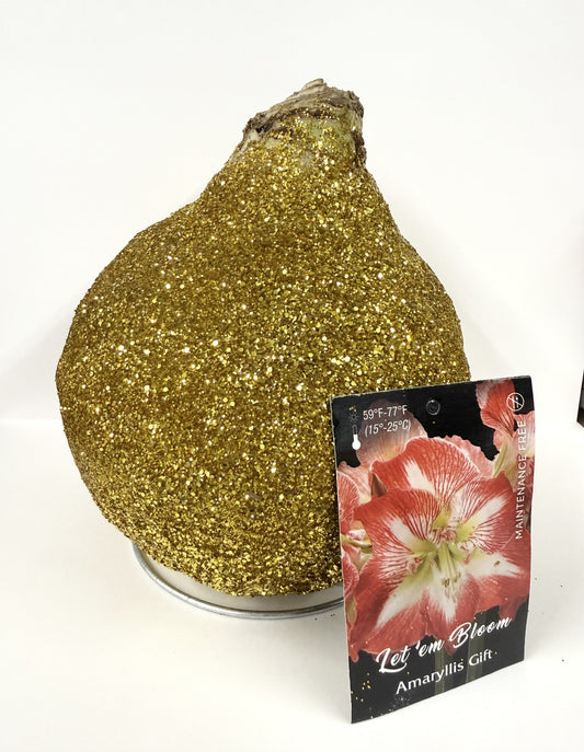 Amaryllis Bulb Red/White Flower Gold Glitter