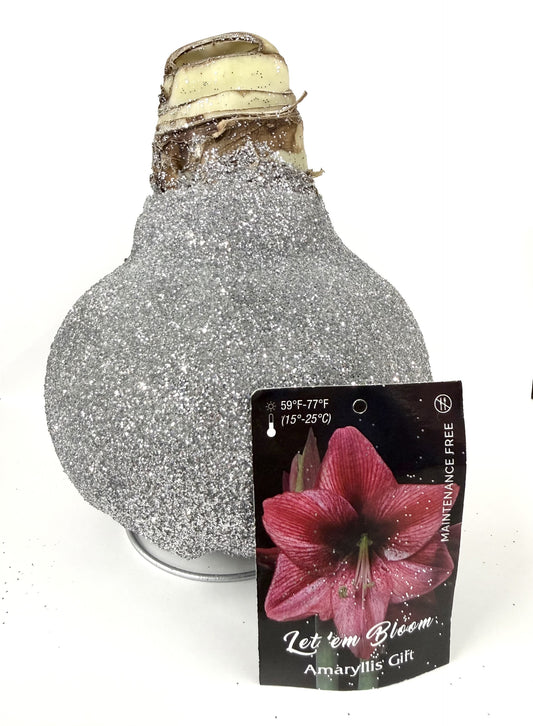 Amaryllis Bulb Pink Flower Silver Glitter
